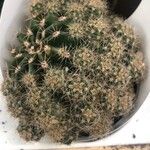 Echinopsis oxygona List