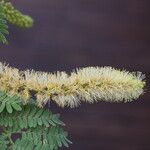 Faidherbia albida Blüte