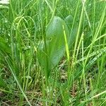 Ophioglossum vulgatum Blatt