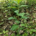 Triosteum perfoliatum Leaf