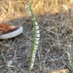 Spiranthes aestivalis Leaf