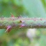 Rubus scabripes പുറംതൊലി