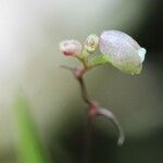 Polystachya seticaulis Flower