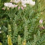 Coronilla viminalis Arall