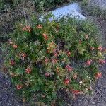 Berberis aetnensis Floare
