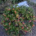 Berberis aetnensis Λουλούδι