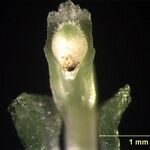Acianthera aberrans Écorce