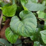 Viola reichenbachiana Leaf