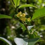 Ludwigia latifolia Egyéb