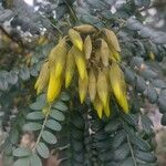 Sophora denudata Цвят