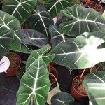 Alocasia micholitziana Blad