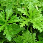 Geranium pratense Lapas