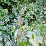 Hedera colchica Frukto