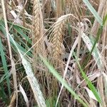 Hordeum vulgareFruit