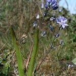 Scilla monophyllos Habit