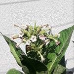 Nicotiana tabacum Blomma