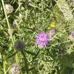Centaurea deusta Çiçek