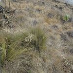 Festuca abyssinica Leaf