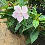 Tibouchina mutabilis برگ