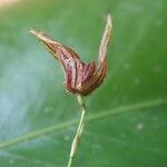 Specklinia simmleriana Flower