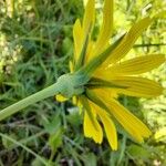 Tragopogon pratensis Kvet
