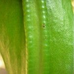 Ophioglossum pendulum Corteza