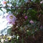 Bauera rubioides 花