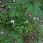 Cardamine chelidonia Flor