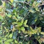 Ilex vomitoria List