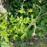 Geum macrophyllum Агульны выгляд