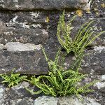 Asplenium trichomanesЛіст