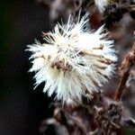 Petasites paradoxus Frucht