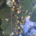 Paulownia tomentosaΦρούτο