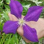 Clematis viticellaBlüte