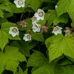 Rubus parviflorus Цвят