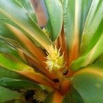 Chlorophytum orchidastrum Flower