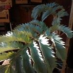 melianthus majorList