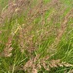 Calamagrostis canescens Λουλούδι