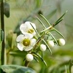 Chamelaucium uncinatum Flor