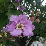 Lagerstroemia speciosaFlower