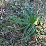 Eryngium paniculatum Levél