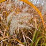 Miscanthus sacchariflorus Λουλούδι