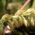 Bulbophyllum nigritianum Flower