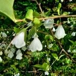 Halesia carolina Celota