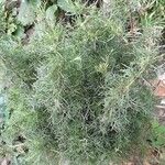 Artemisia alba Libunga
