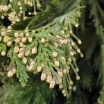 Calocedrus decurrens Leht