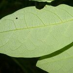 Margaritaria nobilis Leaf