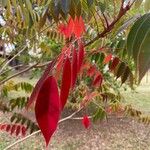 Toxicodendron succedaneum Feuille