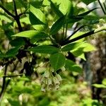 Staphylea trifolia Leaf