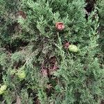 Cupressus sempervirensФрукт